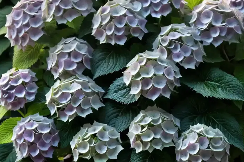 Hydrangea villosa (rough leaf hydrangea) — photo 2