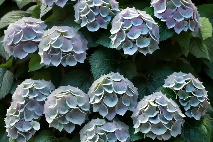 Hydrangea villosa (rough leaf hydrangea) — photo 3