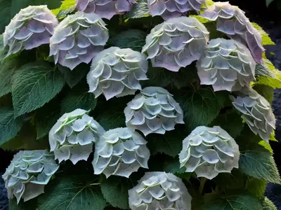 Hydrangea Villosa (Rough Leaf Hydrangea)