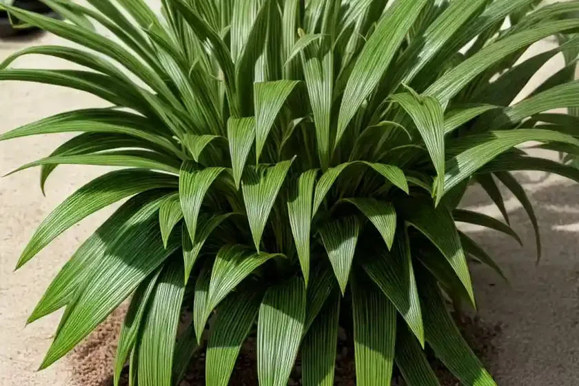 Hylotelephium (hylotelephium spectabile ‘brilliant’) — photo 2