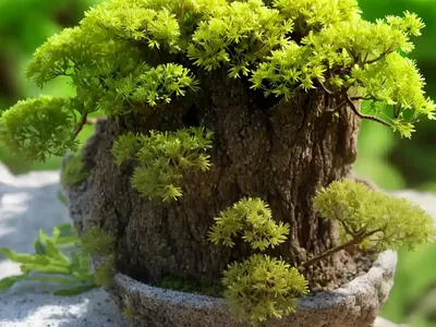 Hymenophyllum Inaequale (Hymenophyllum Inaequale)