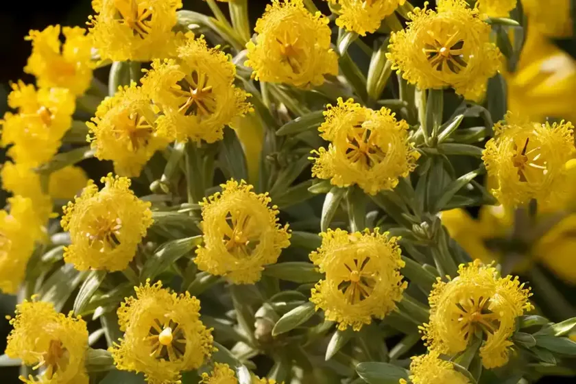 Hypericum androsaemum (sweet amber) — photo 2