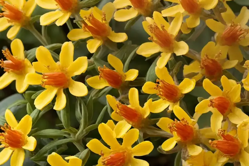 Hypericum androsaemum (sweet amber) — photo 3