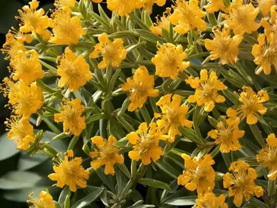 Hypericum Androsaemum (Sweet Amber)