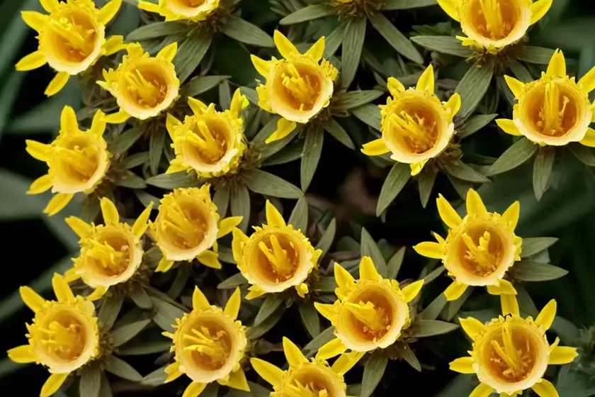 Hypericum perforatum (perforate st. john’s wort) — photo 2