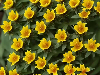 Hypericum Perforatum (Perforate St. John’s Wort)