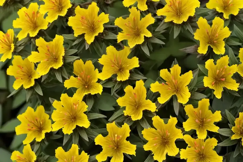 Hypericum x inodorum ‘elstead’ (st. john’s wort) — photo 2