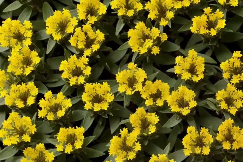 Hypericum x inodorum ‘elstead’ (st. john’s wort) — photo 3