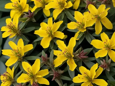 Hypericum X Inodorum ‘Elstead’ (St. John’s Wort)