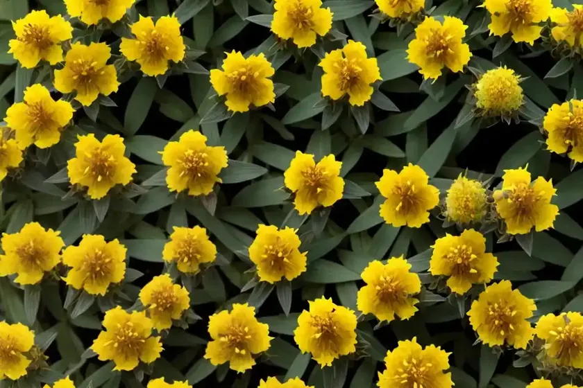Hypericum x inodorum ‘magical universe’ (st. john’s wort) — photo 2