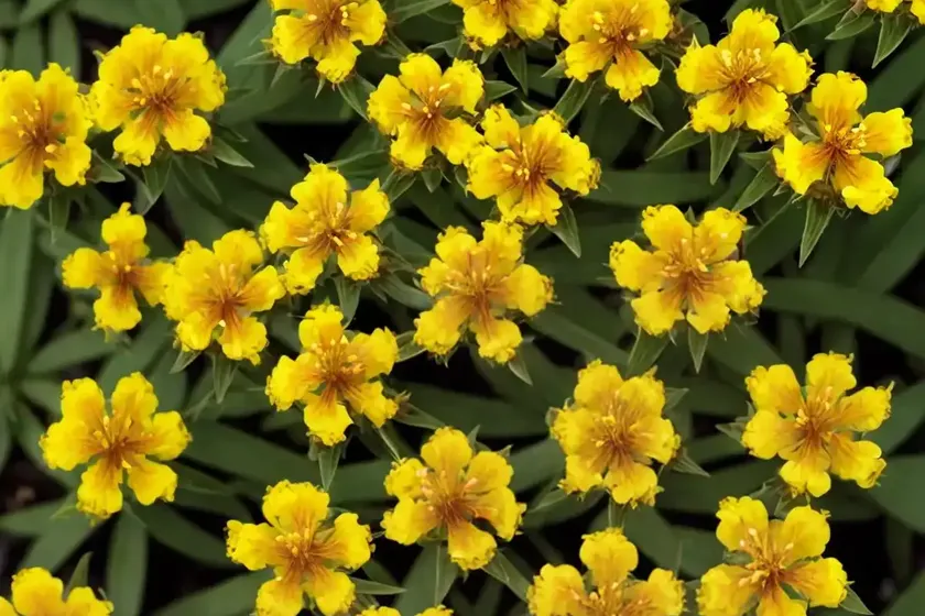 Hypericum x inodorum ‘magical universe’ (st. john’s wort) — photo 3