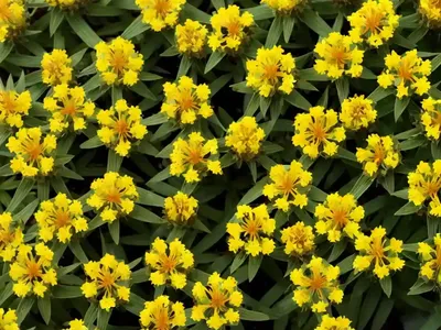 Hypericum X Inodorum ‘Magical Universe’ (St. John’s Wort)