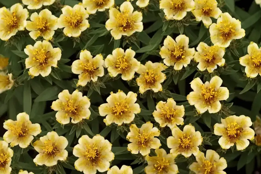 Hypericum x inodorum ‘magical white’ (st. john’s wort) — photo 2