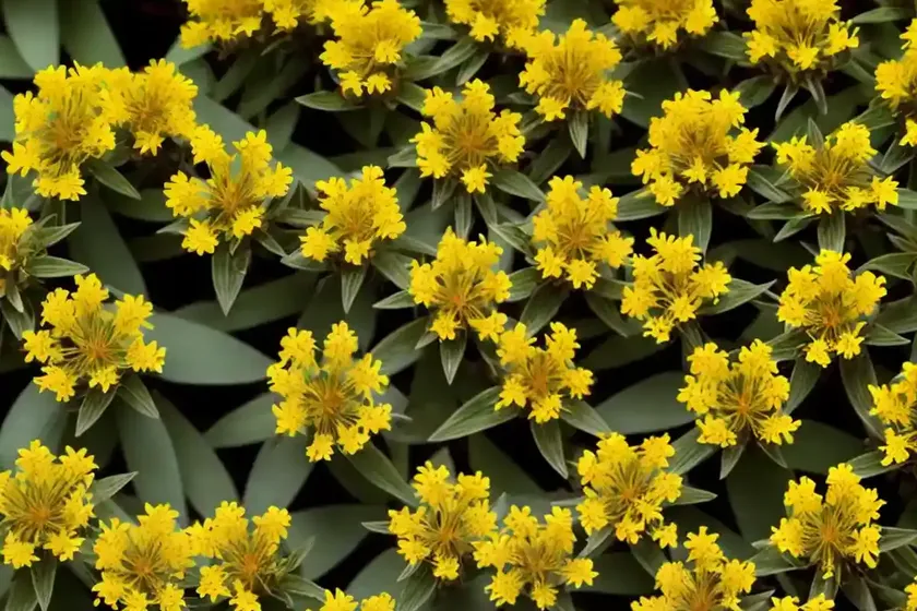 Hypericum x inodorum ‘red fame’ (st. john’s wort) — photo 2