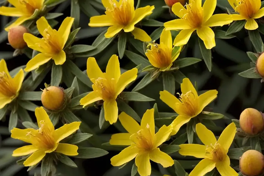 Hypericum x inodorum ‘red fame’ (st. john’s wort) — photo 3