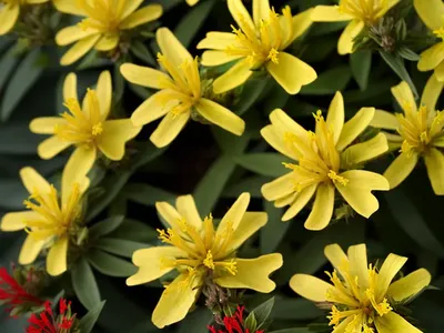 Hypericum X Inodorum ‘Red Fame’ (St. John’s Wort)