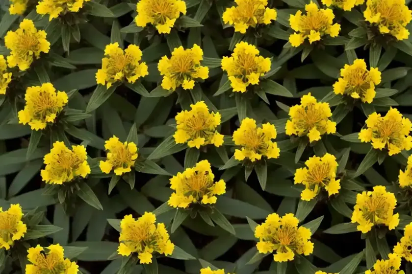 Hypericum x inodorum ‘red star’ (st. john’s wort) — photo 2