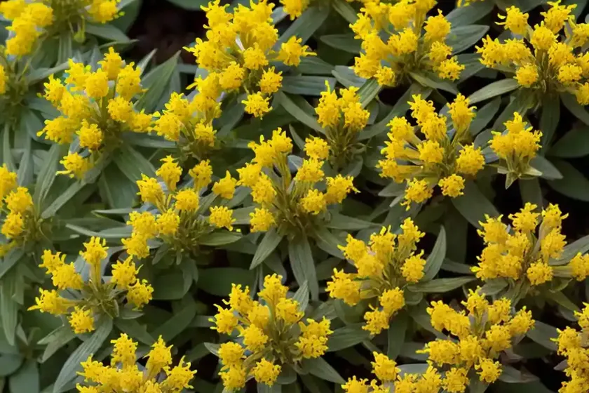 Hypericum x inodorum ‘red star’ (st. john’s wort) — photo 3