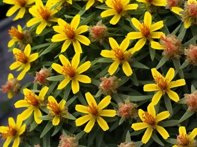 Hypericum X Inodorum ‘Red Star’ (St. John’s Wort)