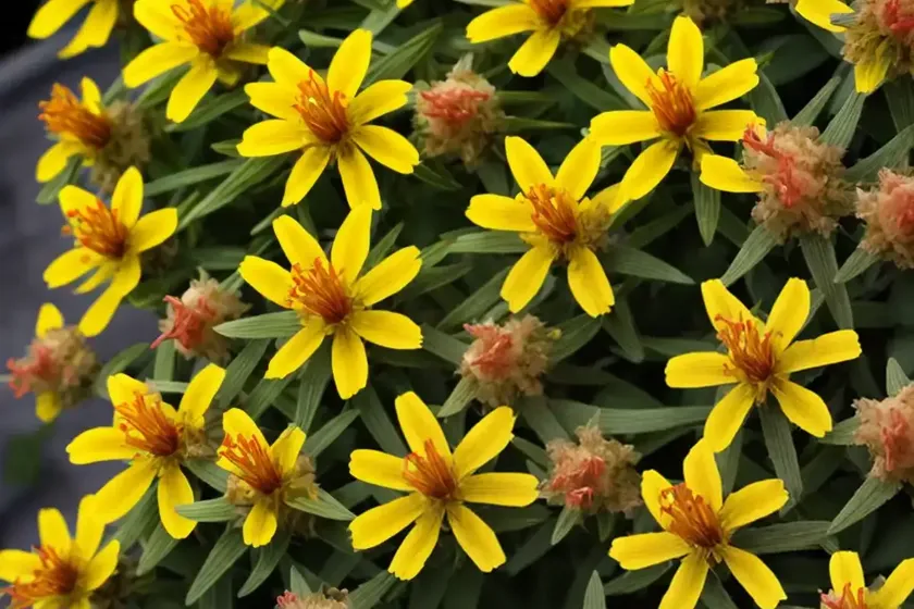 Hypericum x inodorum ‘red star’ (st. john’s wort)