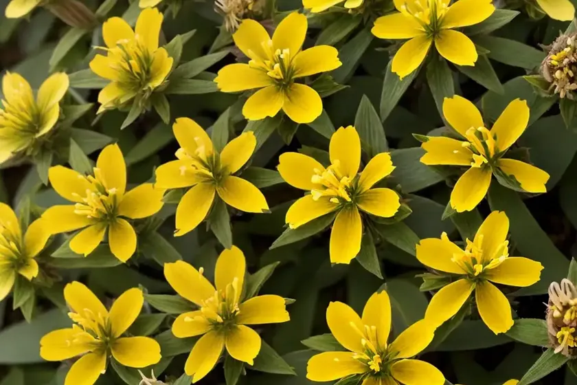 Hypericum x moserianum ‘tricolor’ (st. john’s wort) — photo 2