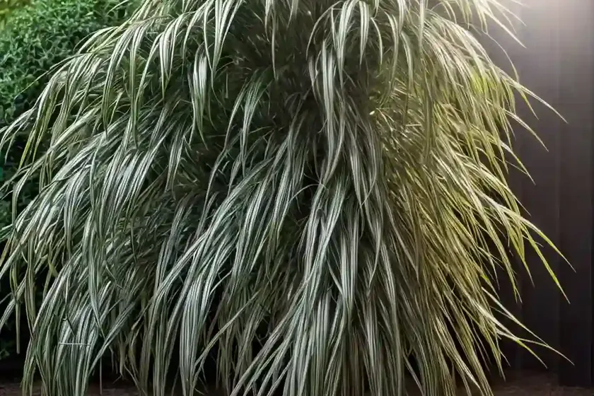 Hypoestes sanguinolenta (hypoestes phyllostachya) — photo 3