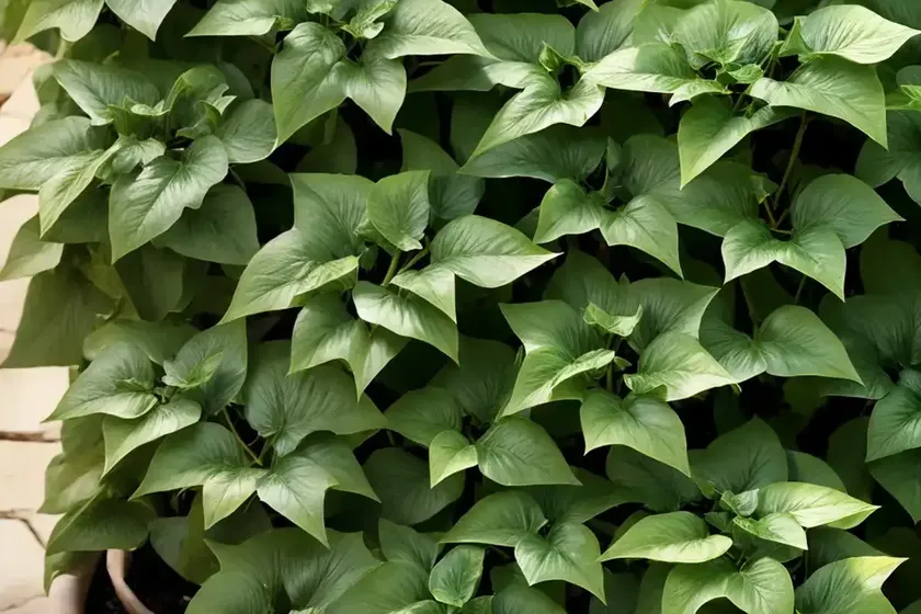 Iberian ivy (hedera iberica) — photo 2