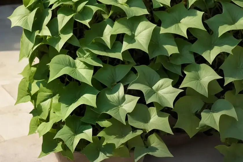 Iberian ivy (hedera iberica) — photo 3