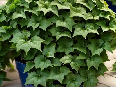 Iberian Ivy (Hedera Iberica)