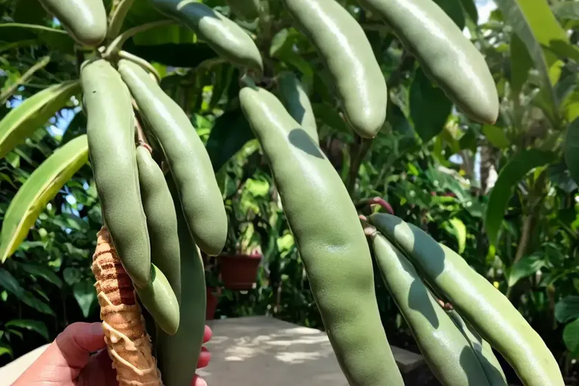 Ice-cream-bean (inga edulis) — photo 3