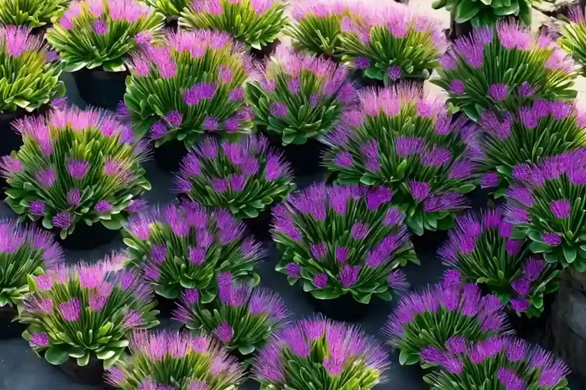 Ice plant (carpobrotus) — photo 3