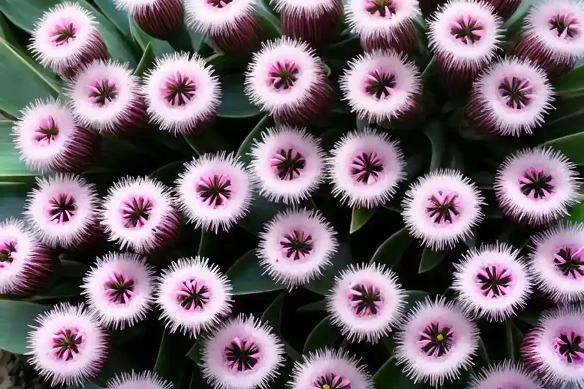 Ice plant (delosperma cooperi) — photo 3