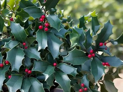 Ilex Crenata ‘Sky Pencil’ (Japanese Holly)