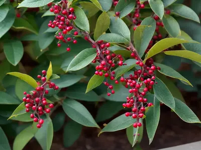 Ilex Verticillata ‘Wildfire’ (Winterberry)