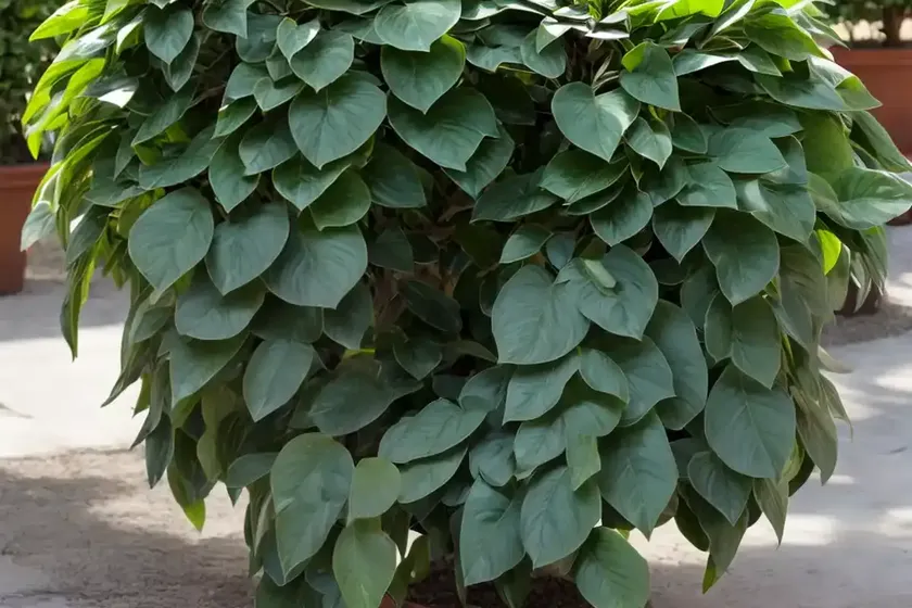 Ilex vomitoria (yaupon) — photo 2