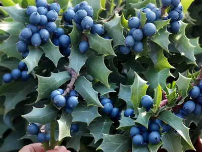 Ilex X Meserveae ‘Blue Princess’ (Blue Holly)