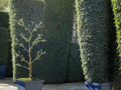 Ilex X Meserveae Castle Spire� (Blue Holly)