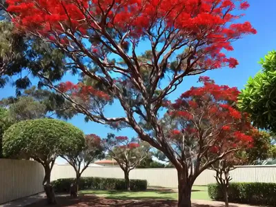Illawarra Flame Tree (Brachychiton Acerifolius)