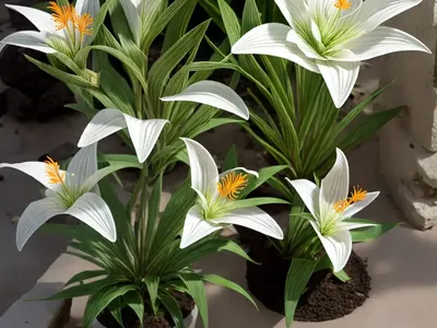 Illyrian Sea Lily (Pancratium Illyricum)