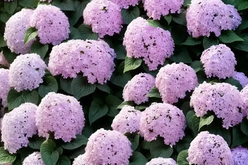 Impatiens ‘sunpatiens compact lilac’) — photo 3