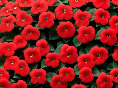 Impatiens ‘Sunpatiens Compact Red’)
