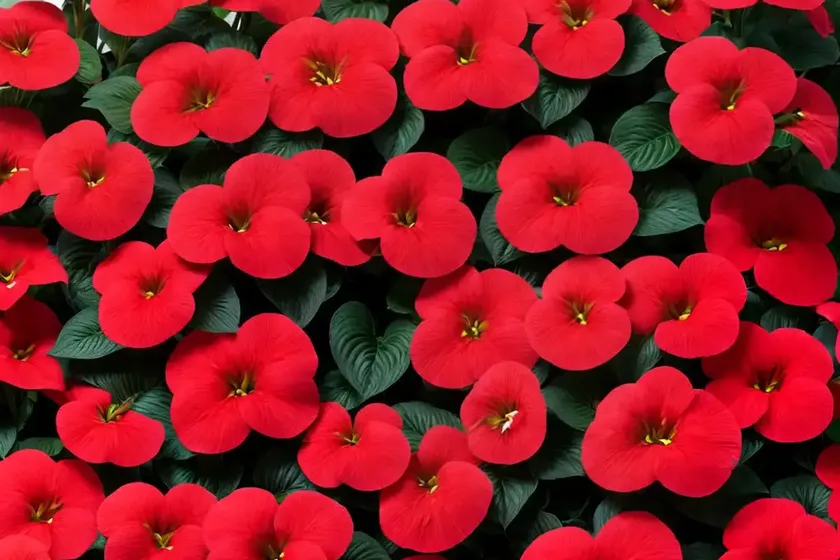 Impatiens walleriana ‘rockapulco red’)