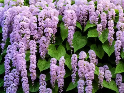 Impatiens Walleriana ‘Rockapulco Wisteria’)