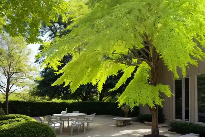 Imperial honey locust (gleditsia triacanthos f. inermis) — photo 3