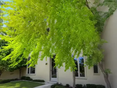 Imperial Honey Locust (Gleditsia Triacanthos F. Inermis)