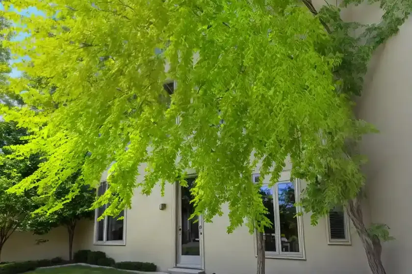 Imperial honey locust (gleditsia triacanthos f. inermis)