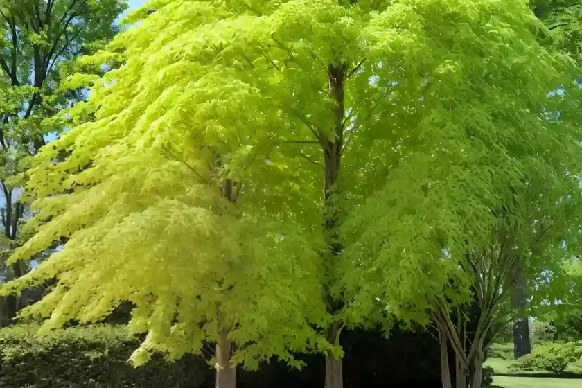 Imperial honey locust (gleditsia triacanthos f. inermis ‘harve’ northern acclaim) — photo 3