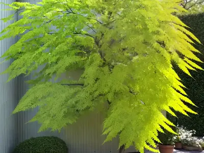 Imperial Honey Locust (Gleditsia Triacanthos F. Inermis ‘Harve’ NORTHERN ACCLAIM)