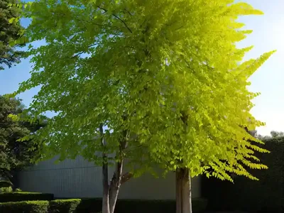 Imperial Honey Locust (Gleditsia Triacanthos F. Inermis ‘Impcole’ IMPERIAL)