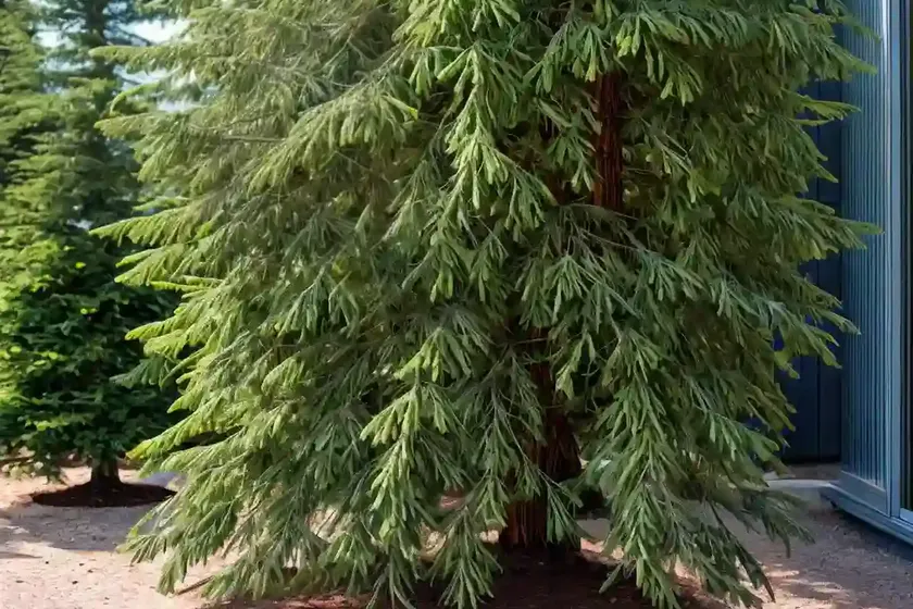 Incense cedar (calocedrus decurrens) — photo 3